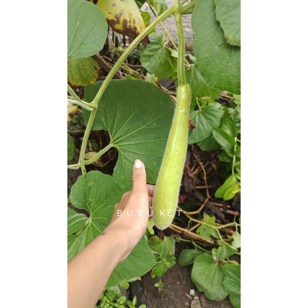 Benih sayur labu air