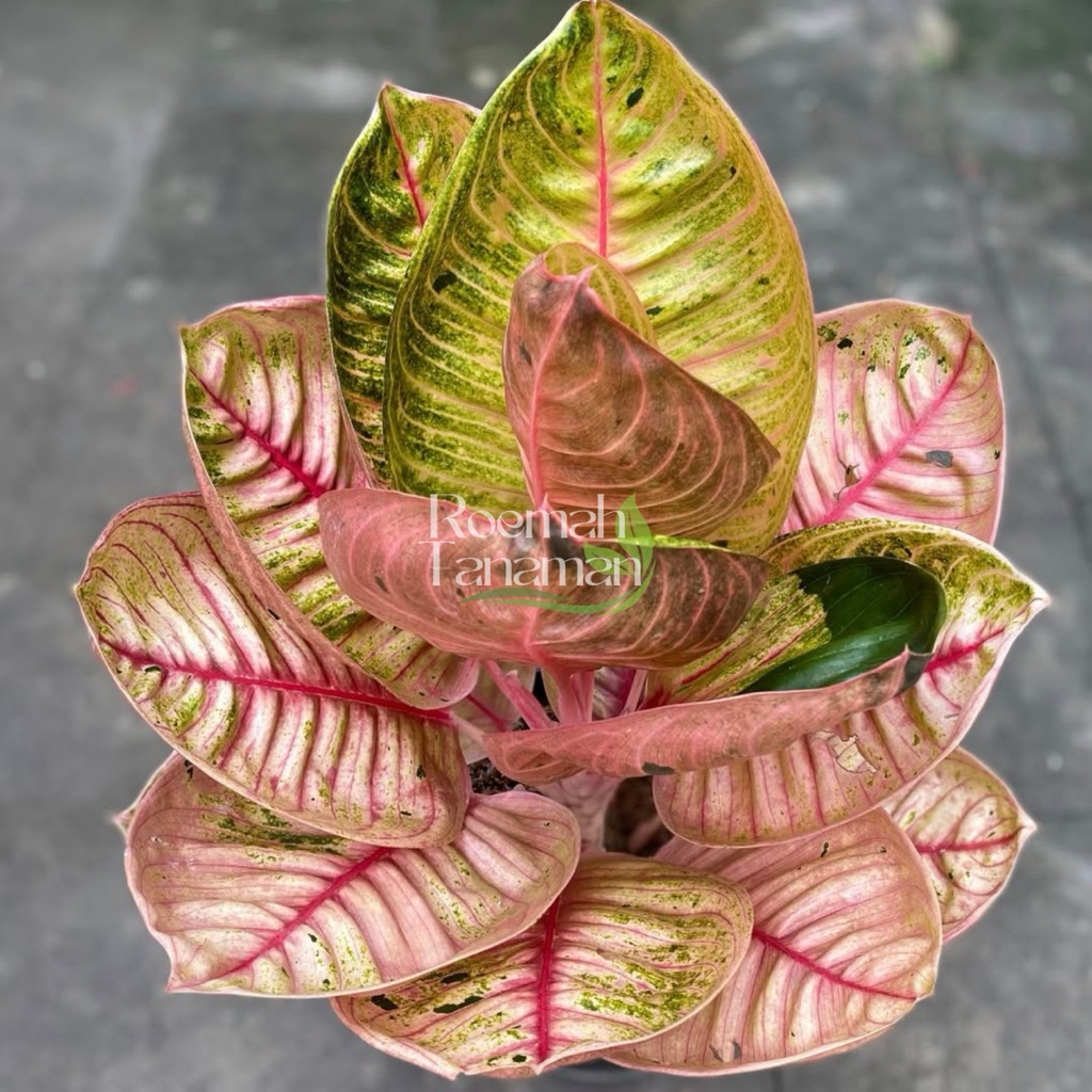 Aglaonema moonlight dewasa