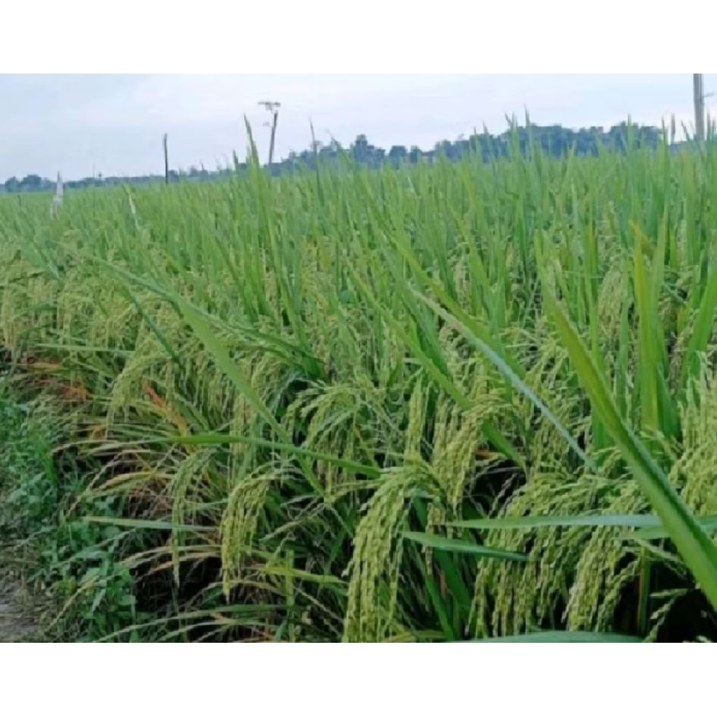 BENIH PADI CL 220 anti burung