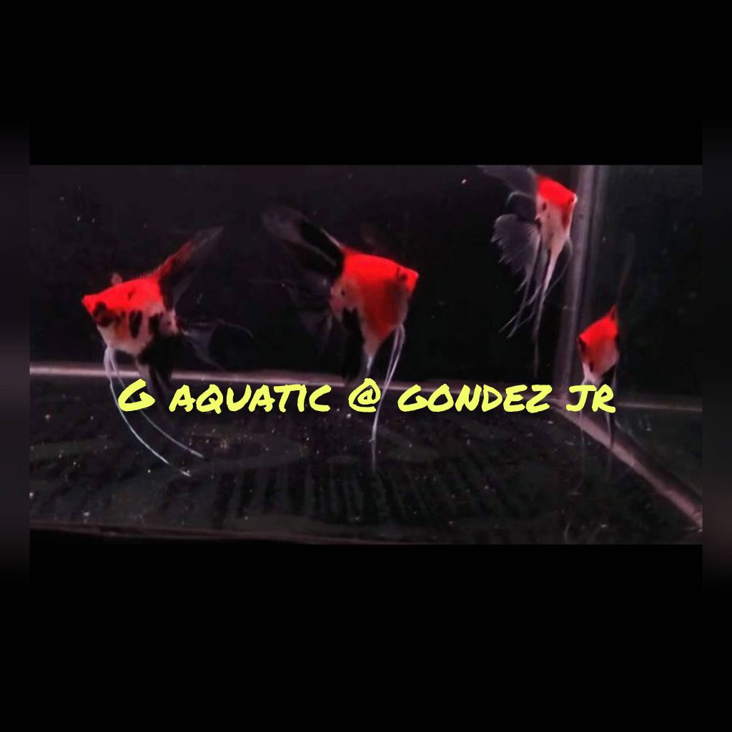 ikan manfish red devil size L