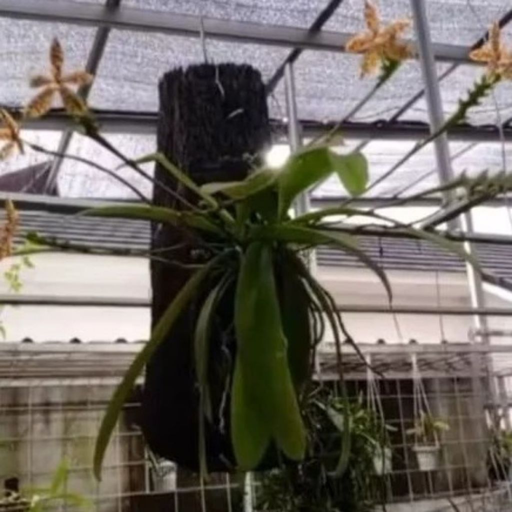 Media Tanam Pakis Batang, Media Tanam Anggrek, Kadaka, Pakis Batang Anggrek