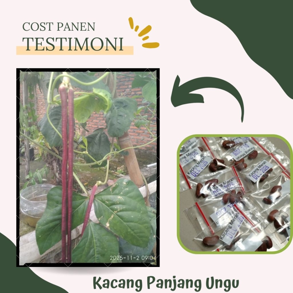 BENIH KACANG PANJANG MERAH