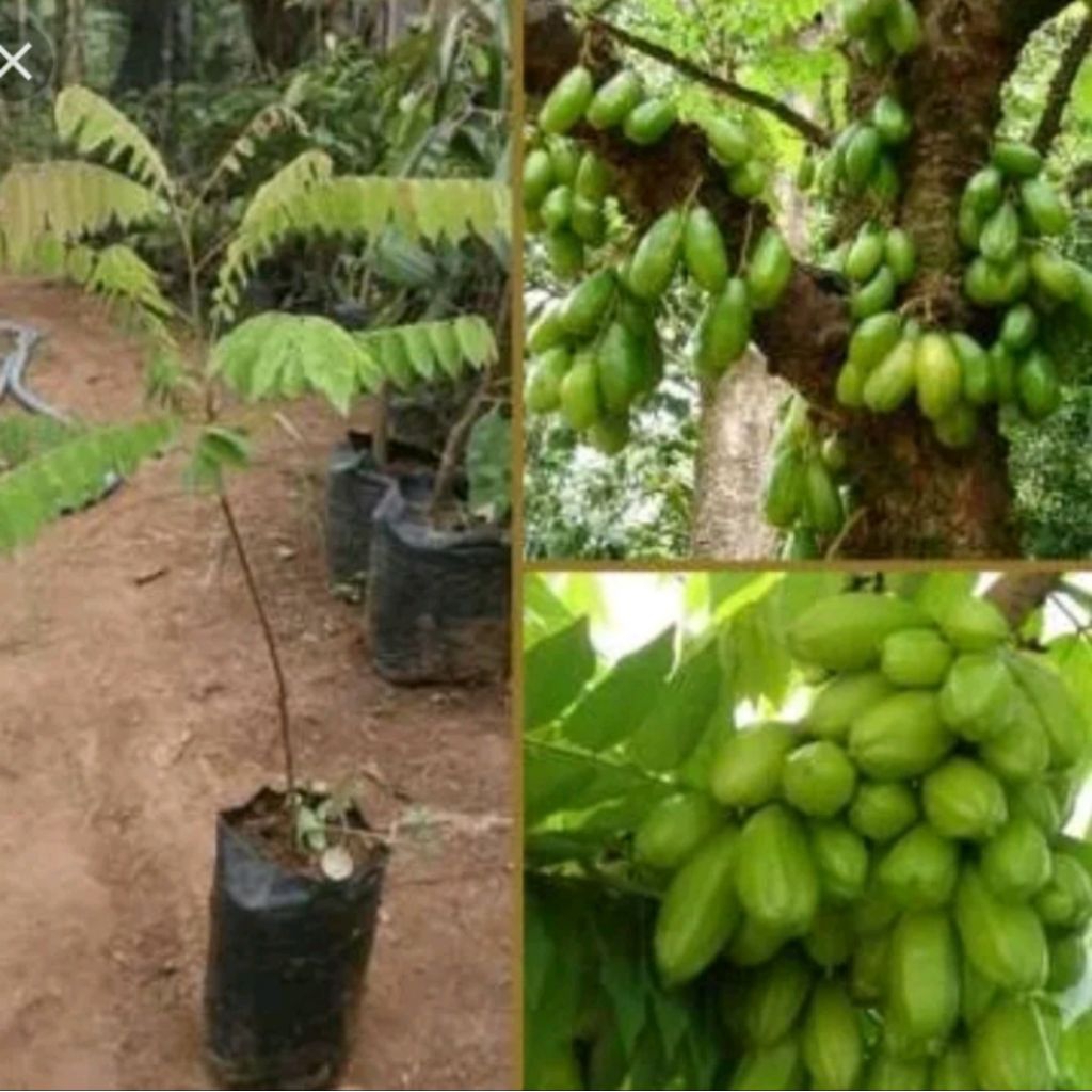 Bibit Belimbing Wuluh - Belimbing Wuluh