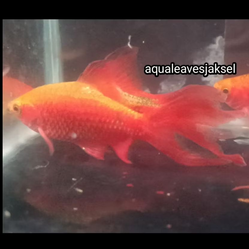 ikan barbir red slayer