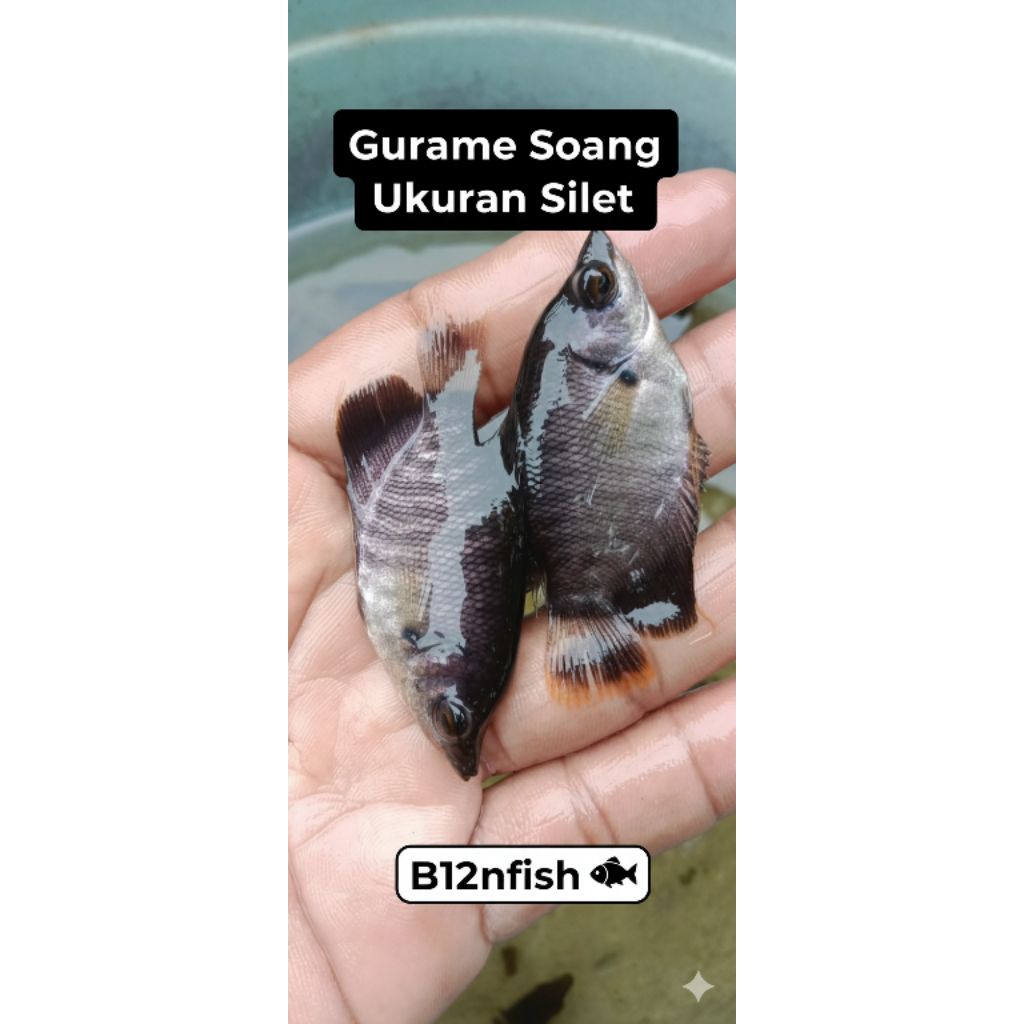 bibit gurame soang ukuran silet,bibit sehat dan gesit