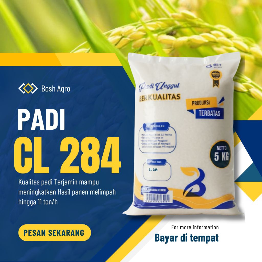 Benih padi unggul CL 284 kemasan 5kg