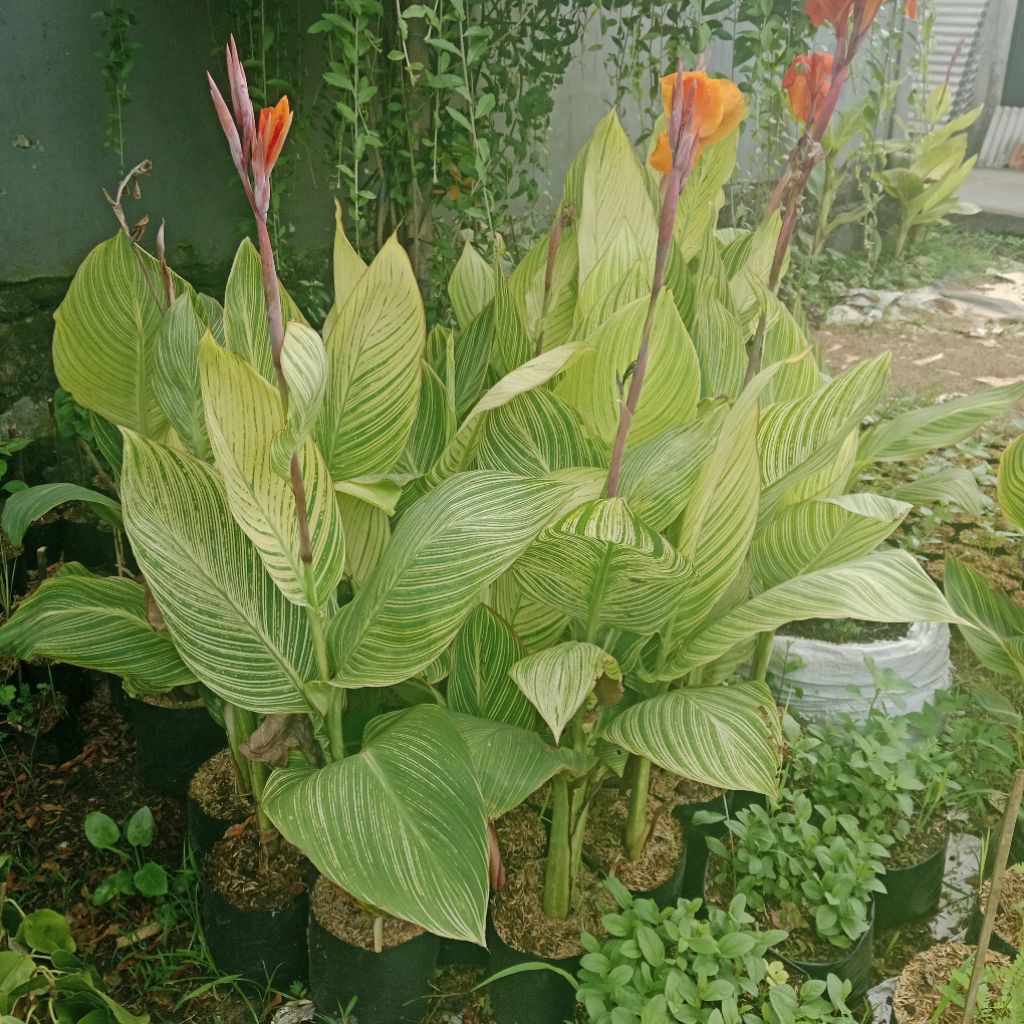 Tanaman Pohon Pisang Cana list kuning - pisang kana
