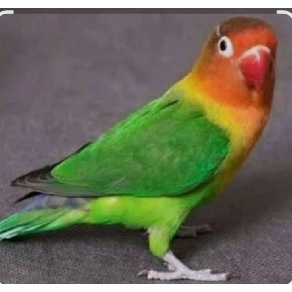 LOVEBIRD IJO JOSAN WARNA BAGUS