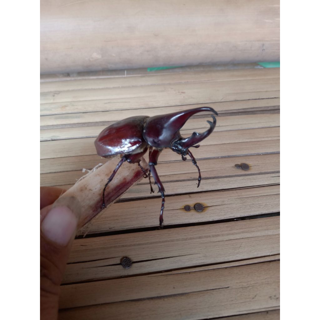 kumbang tanduk atau X gideon satu ekor hidup