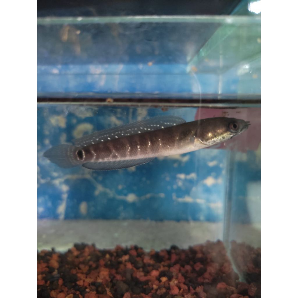 Channa Asiatica RS sortiran