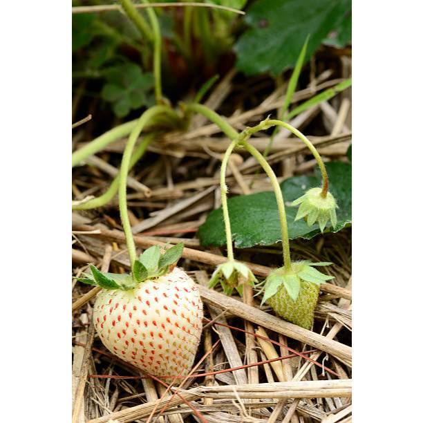 ADA BONUS - Bibit Strawberry Putih