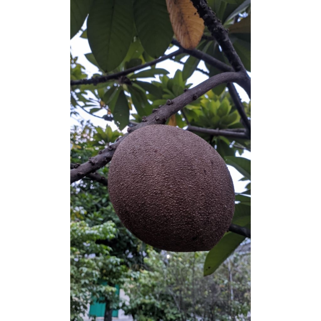 buah mamey sapote
