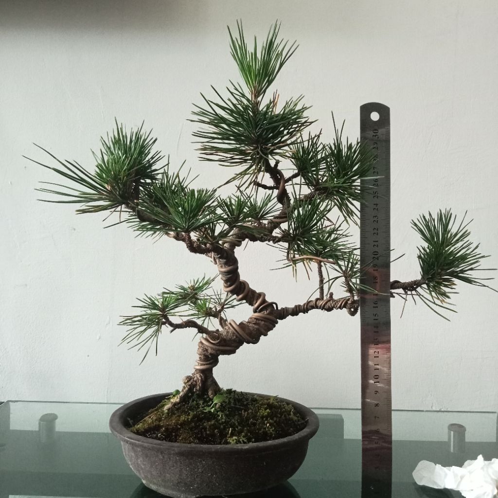 Bonsai Japanese Black pine