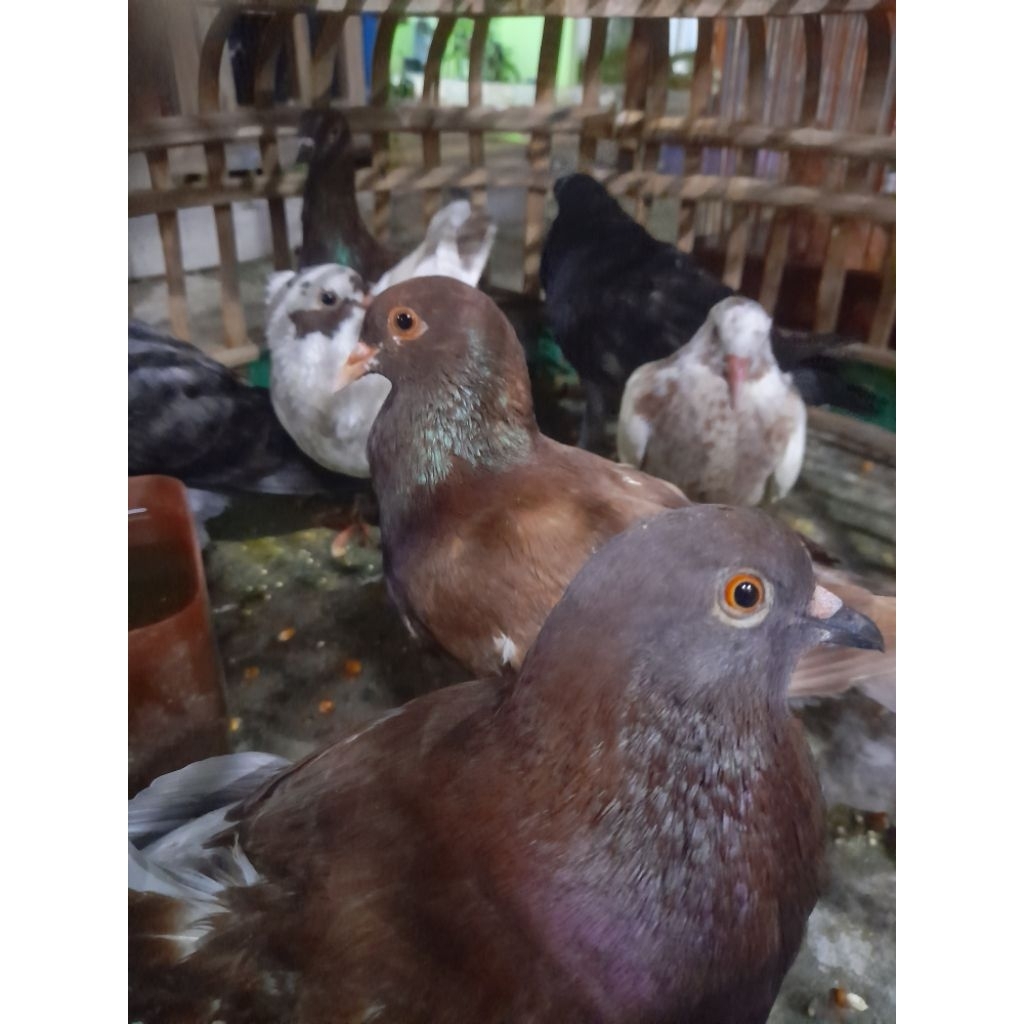 Burung Dara/Merpati Hidup Potong