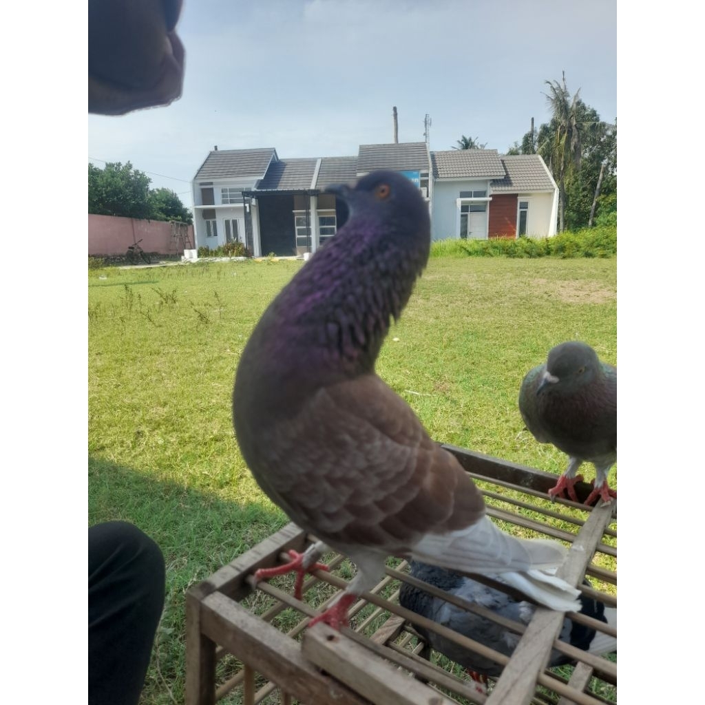 1 Pasang Burung Merpati/Dara Kolong Bahan Giring Berkualitas