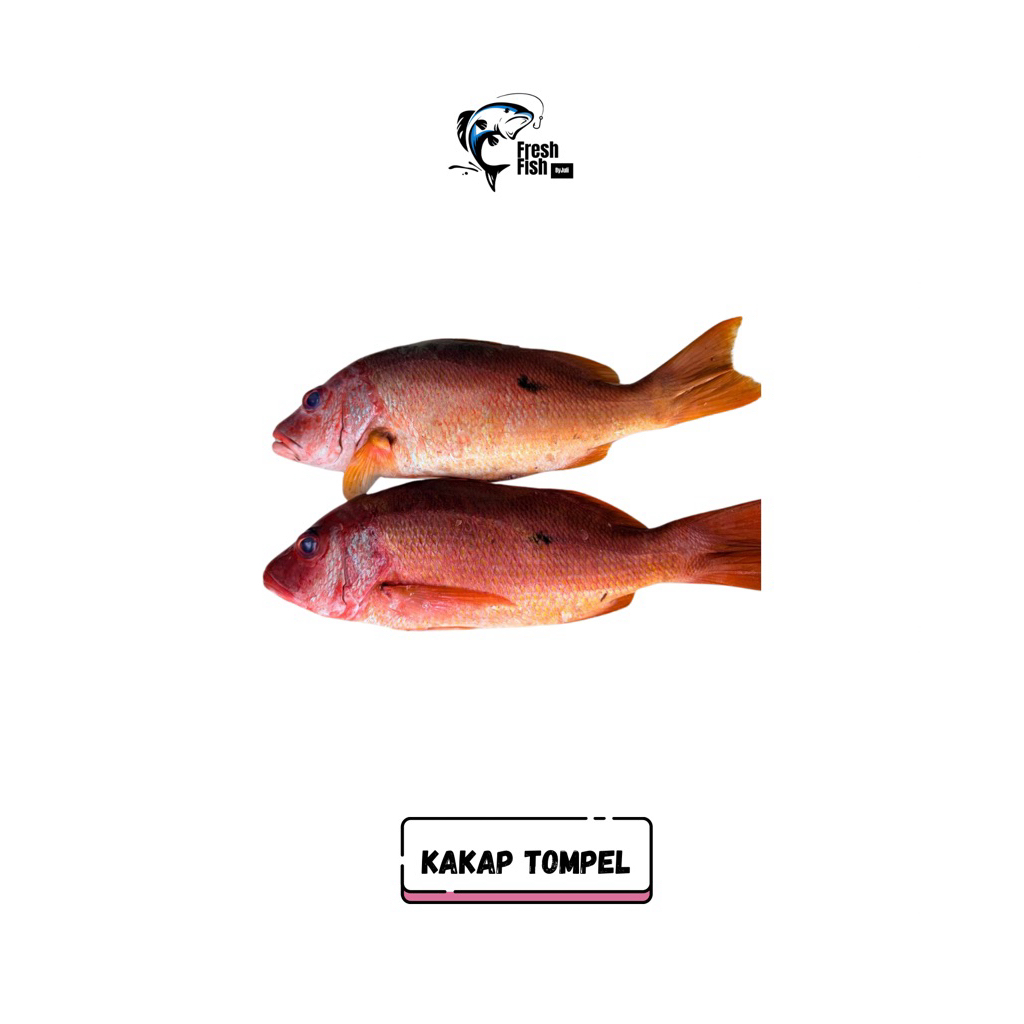 Ikan Kakap Tompel fresh/frozen