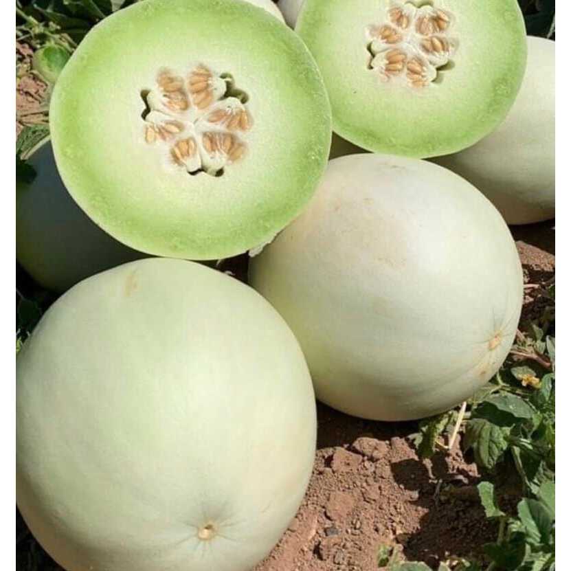 ADA BONUS - Bibit Melon Madu Putih