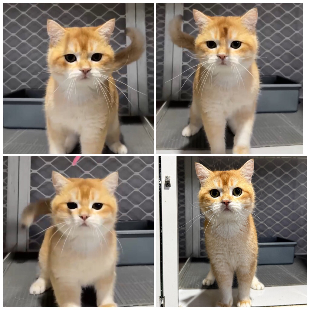 Kucing bsh (British shorthair) golden