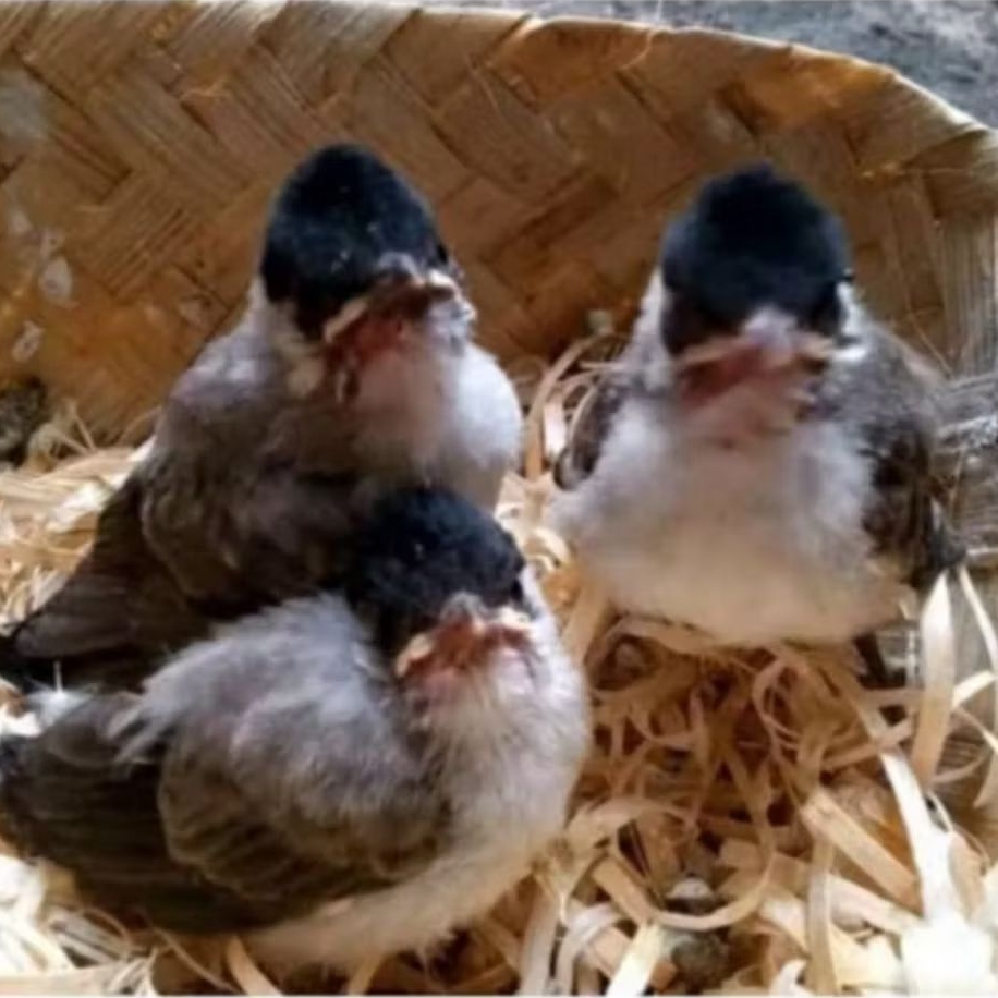 KUTILANG ANAKAN LOLOH JANTAN PILIHAN