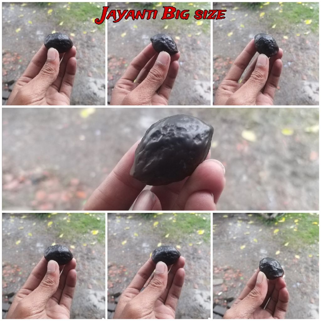 Muncang kemiri Jenis Aduan Jayanti urgent ori