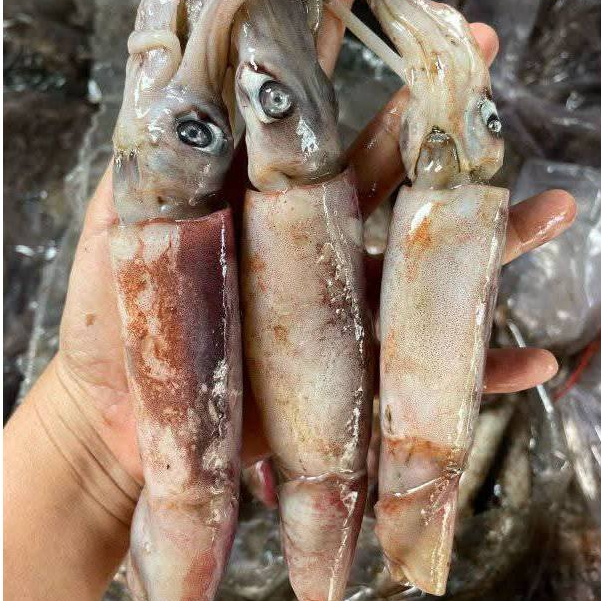 Cumi 1Kg / Cumi Segar / Cumi Basah / Cumi Jumbo / Cumi Besar / Cumi Tube / Cumi Kondom / Seafood / C