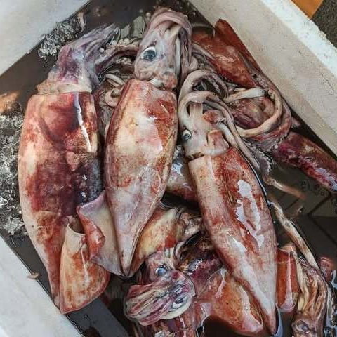 Cumi 1Kg Cumi Segar Cumi Basah Cumi Jumbo Cumi Besar Cumi Kondom Cumi Tube Seafood Cumi Cumi Basah C