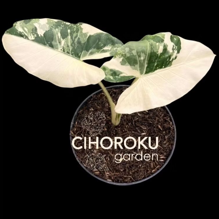 Colocasia Sante Varigata