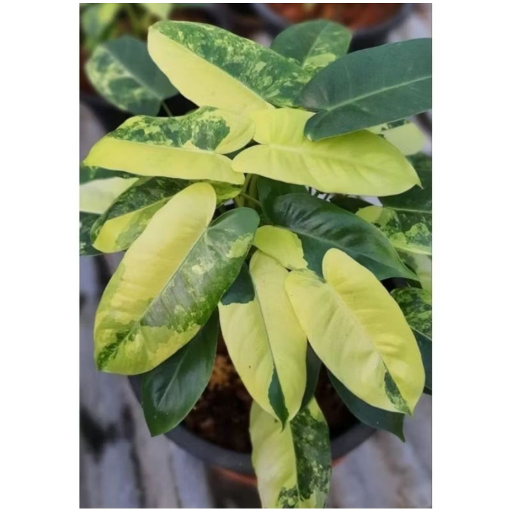 Tanaman Hias Brekele Varigata/Brekele Ijo Tanaman Hidup