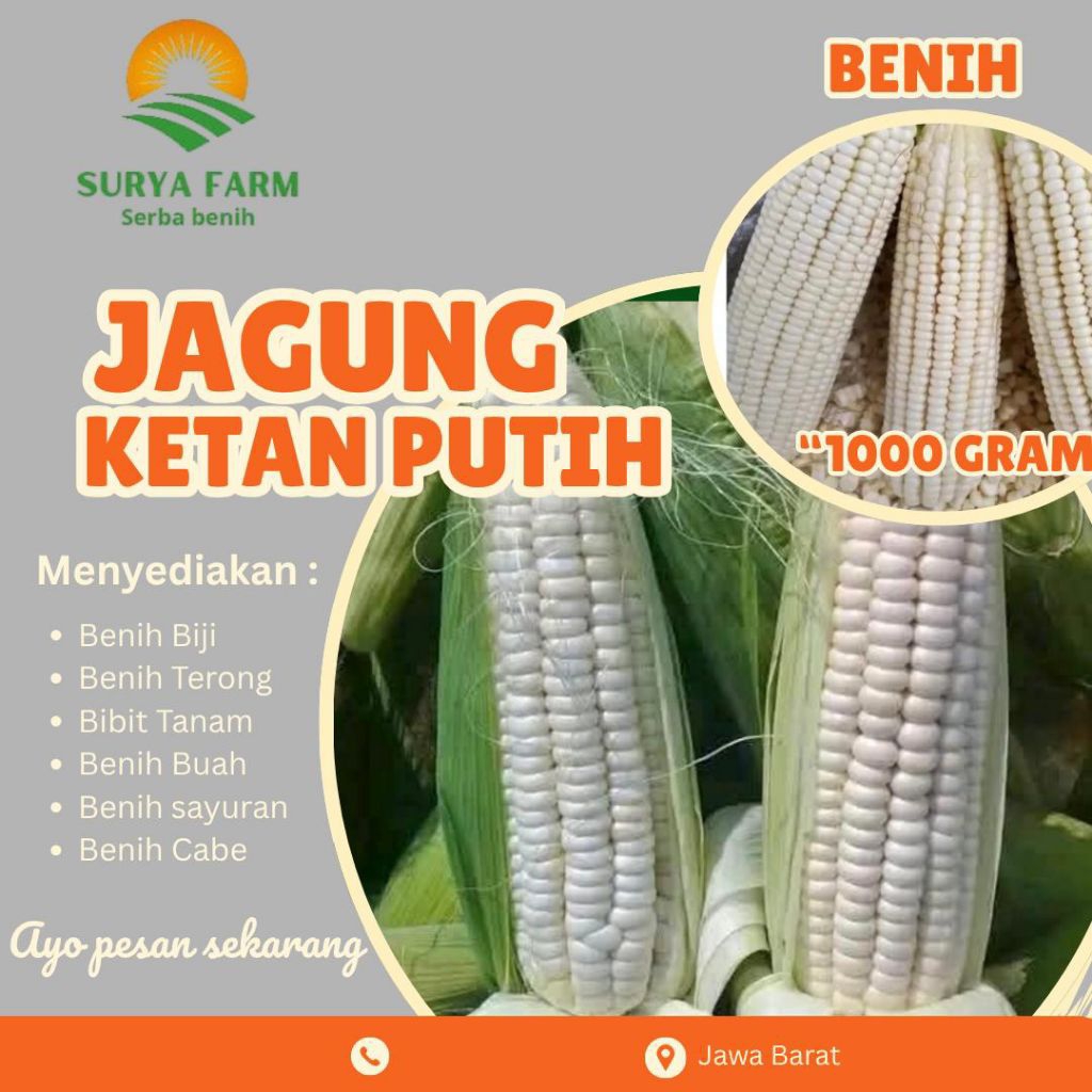 Benih Biji Jagung Ketan Putih Kemasan  /Bibit Jagung Ketan