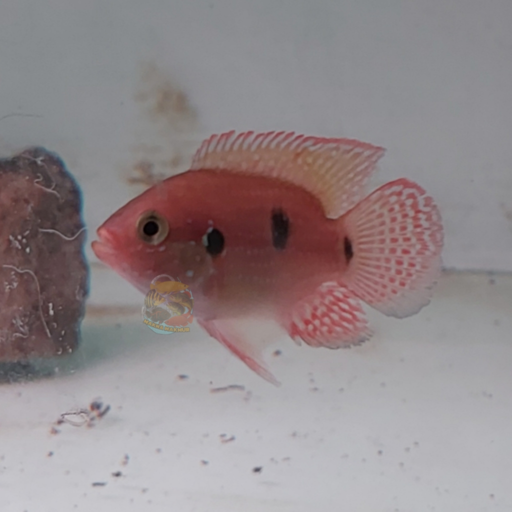 red jewel cichlid size kecil besar
