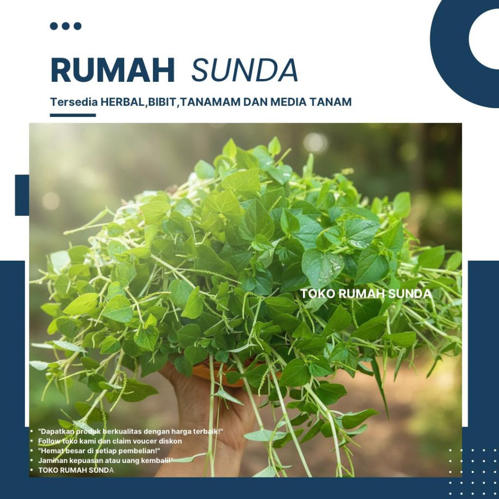 Daun Sirih Cina / Daun Ketumpang air 1kg