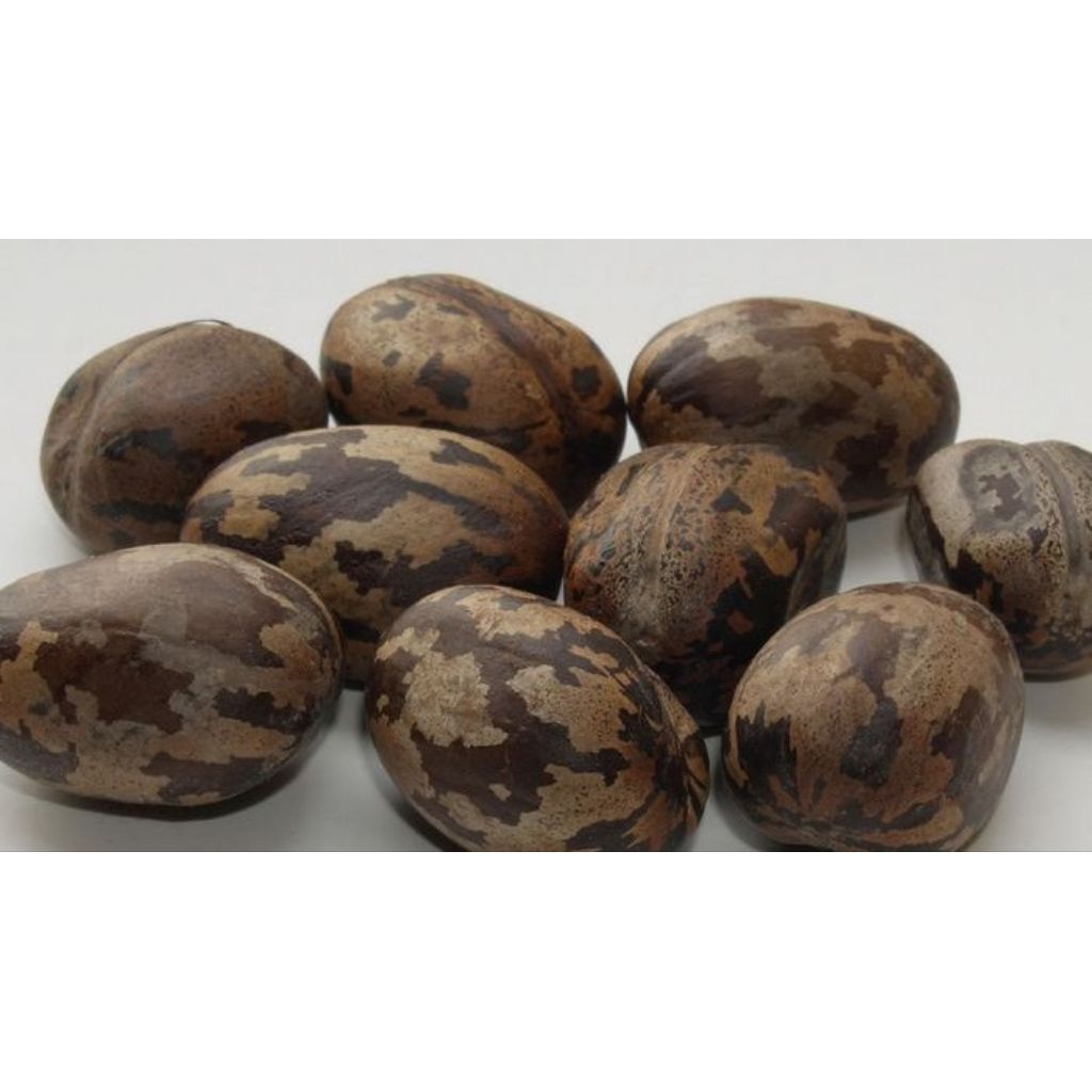 Bibit Biji Karet unggul