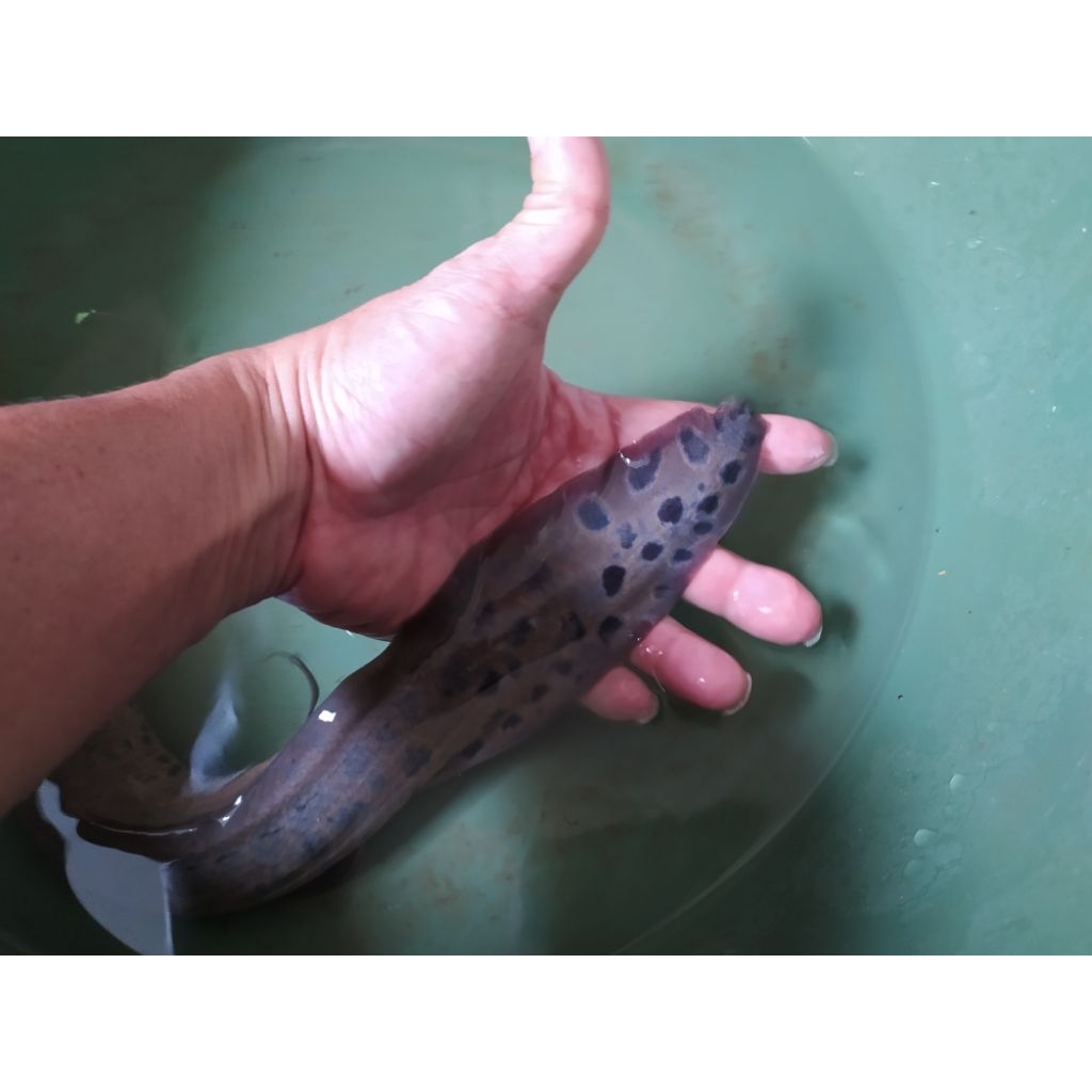 African Lungfish 33cm tankmate Arowana Cichlid