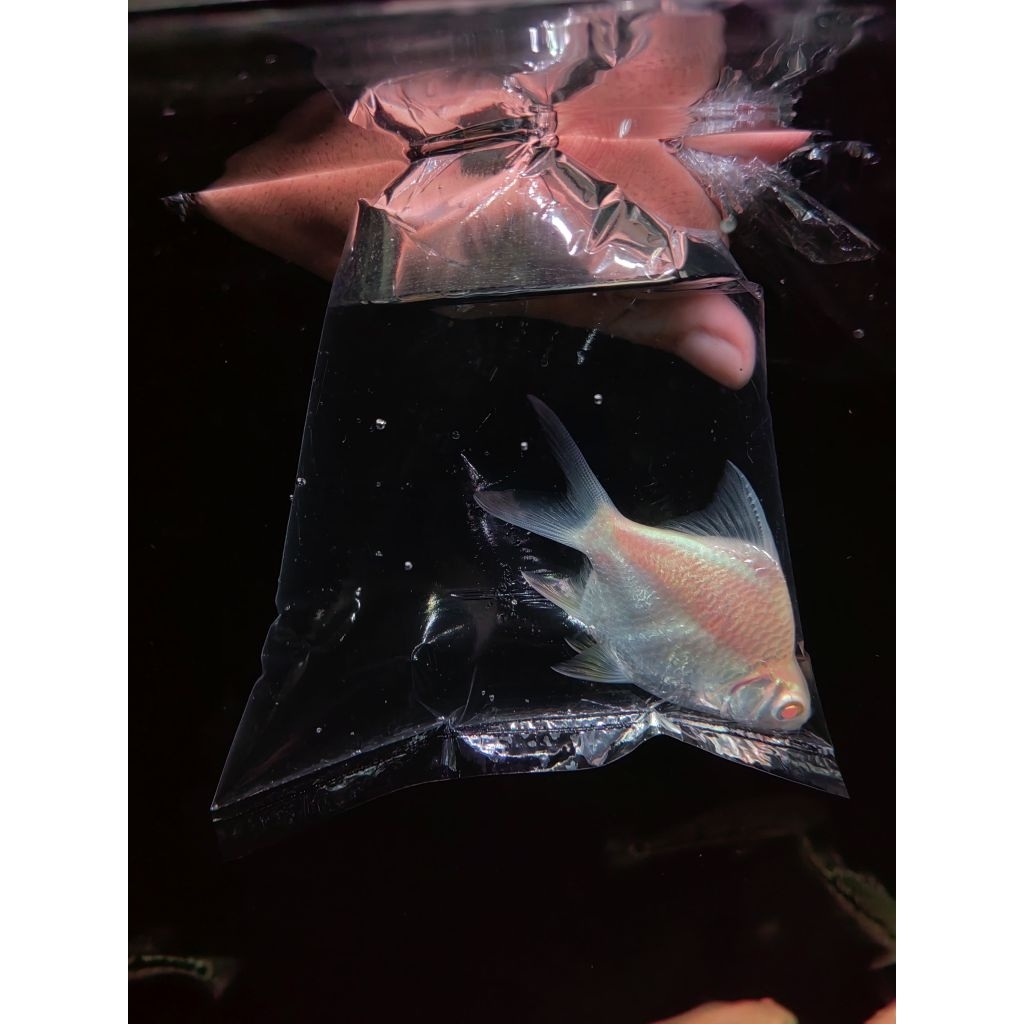 Kaviat SB King Albino 8-10cm