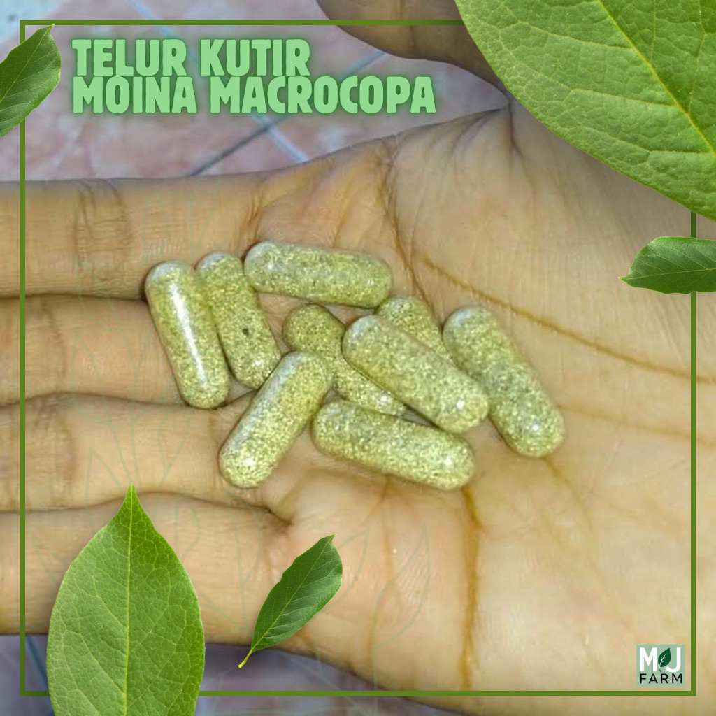Telur Kutu Air Moina Macrocopa Asli Sudah uji penetasan
