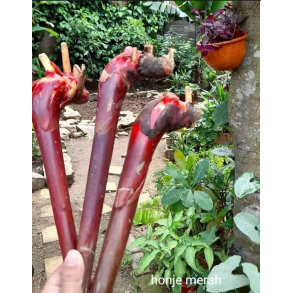 Bibit kecombrang merah/tingkai