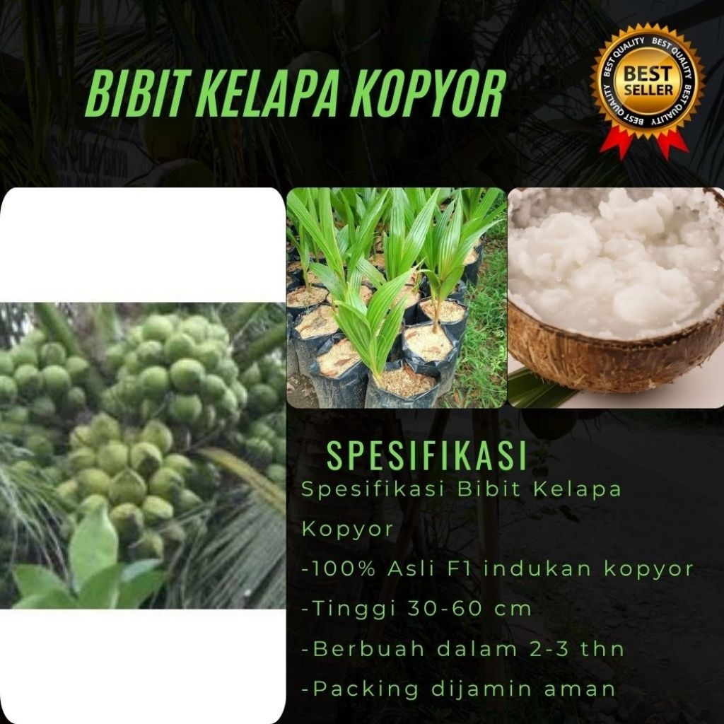 100 % ASLI  Pohon Kelapa Kopyor, Pohon Kelapa Kopyor Asli, Pohon Kelapa Kopyor Bersertifikat