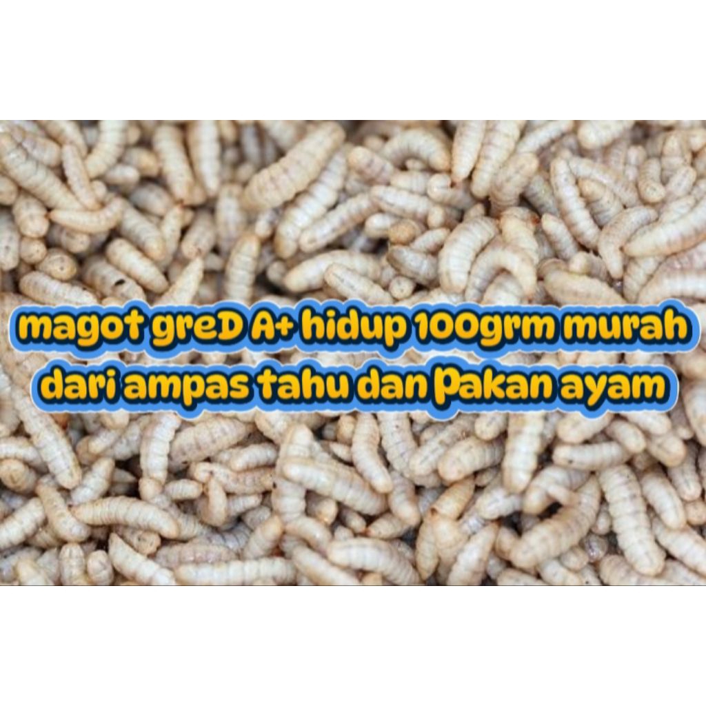 MAGOT HIDUP GRED A+