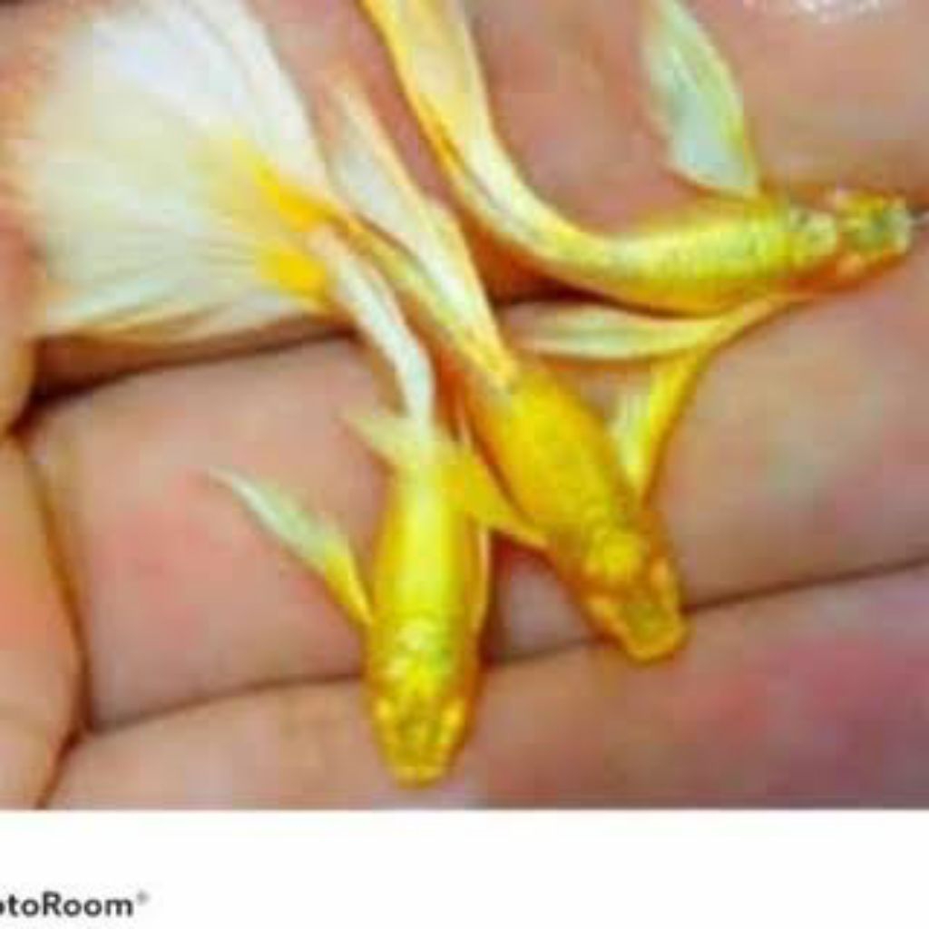 ikan Guppy ( ALBINO FULL GOLD)