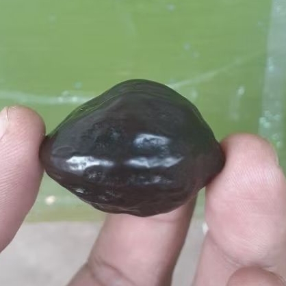 Muncang Jalim CP siap adu