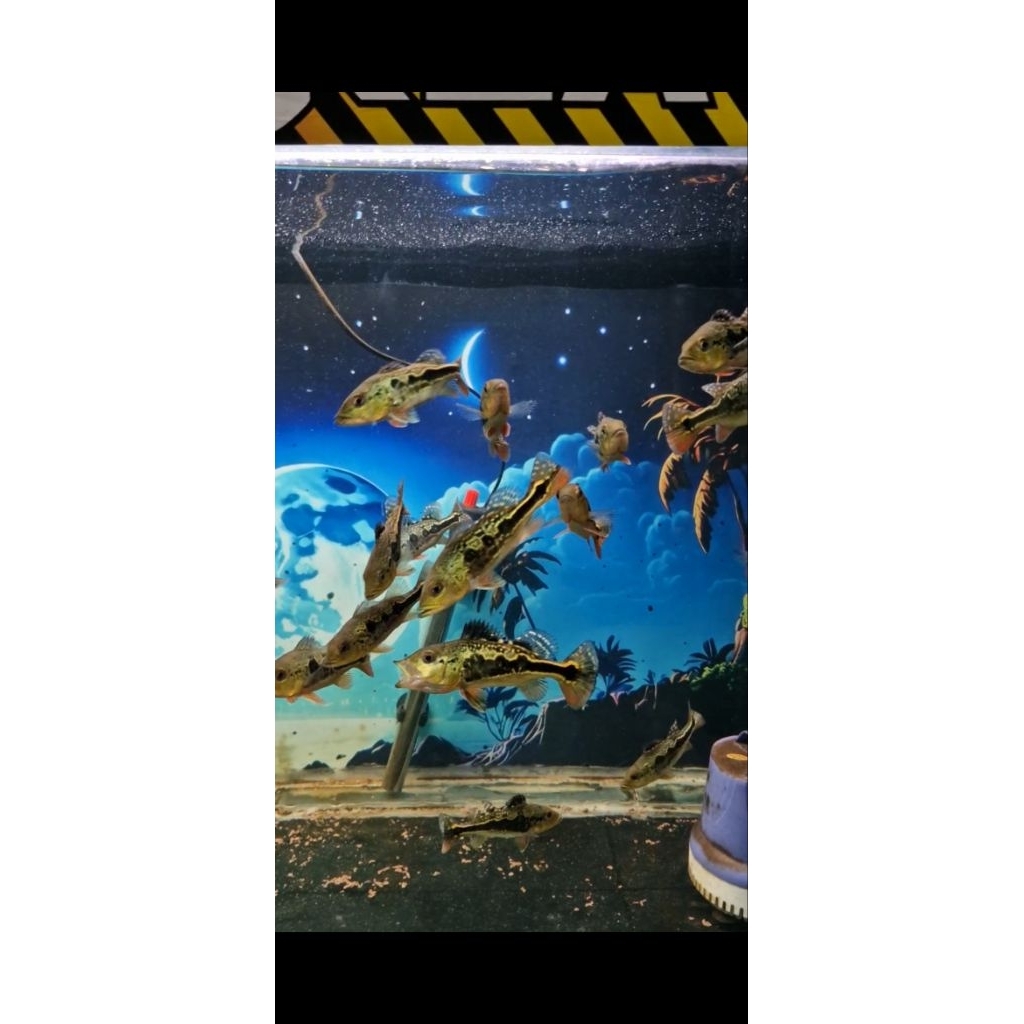 PBASS MONO BLOK full pelet size 10-12cm