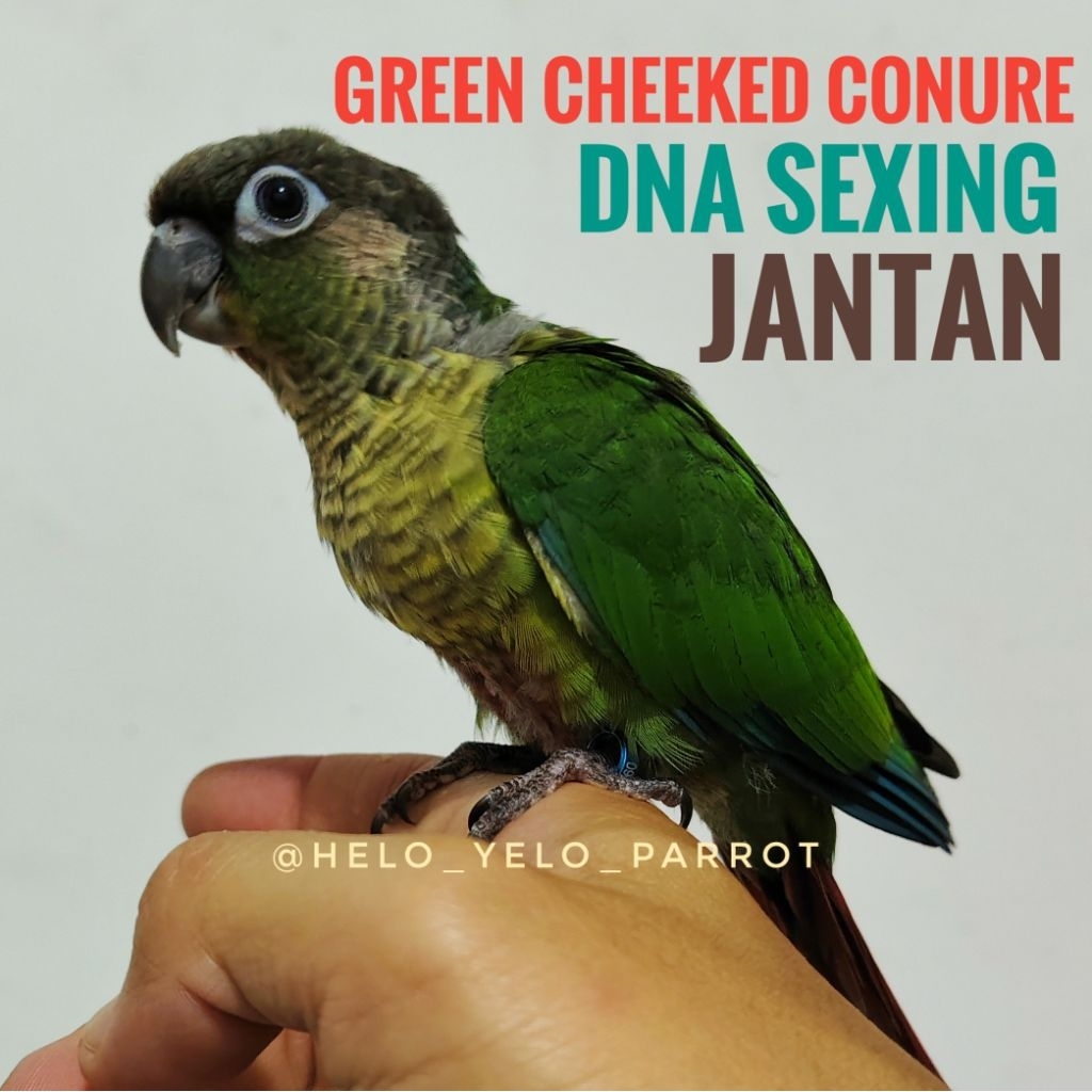 Green Cheeked Conure - GCC