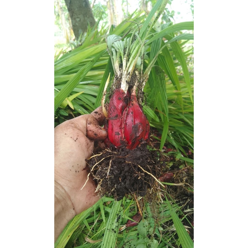 bawang Dayak segar..asli Kalimantan