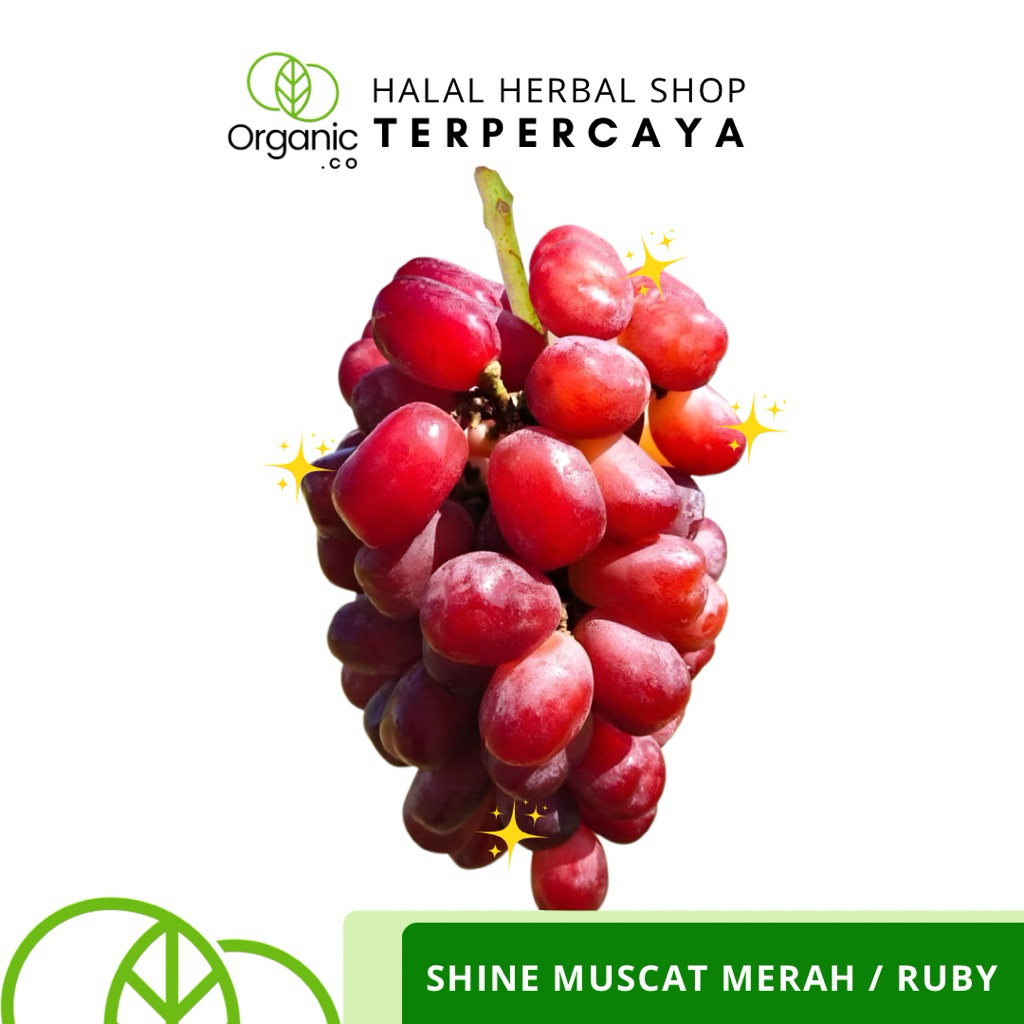 FRESH Shine Muscat Merah Ruby 350 gram | Premium Shine Muscat | Anggur Merah Sultan