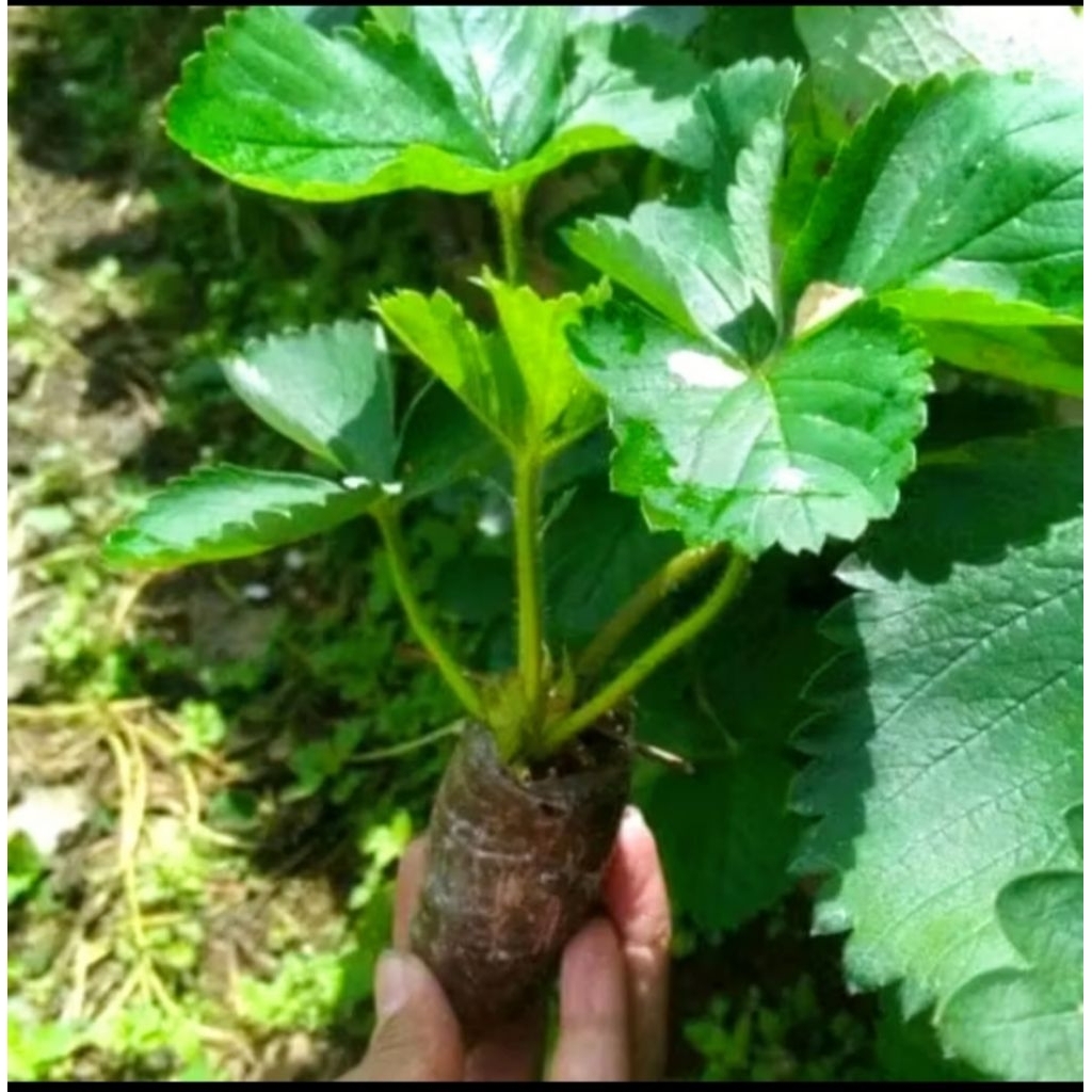BIBIT TANAMAN STRAWBERRY  JUMBO CEPAT BERBUAH MANIS