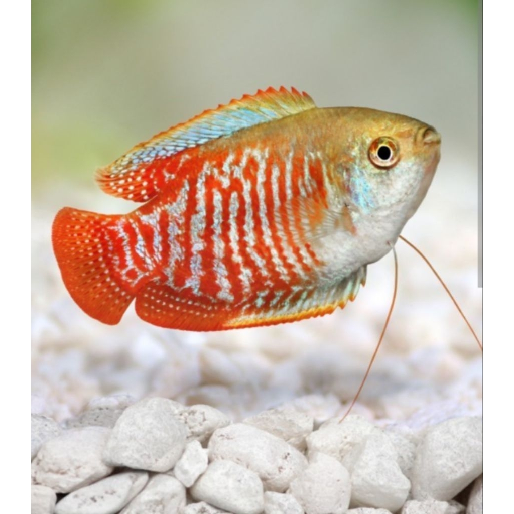 TERLARIS,(READY) Ikan Sepat RALIS, ikan hias air tawar.