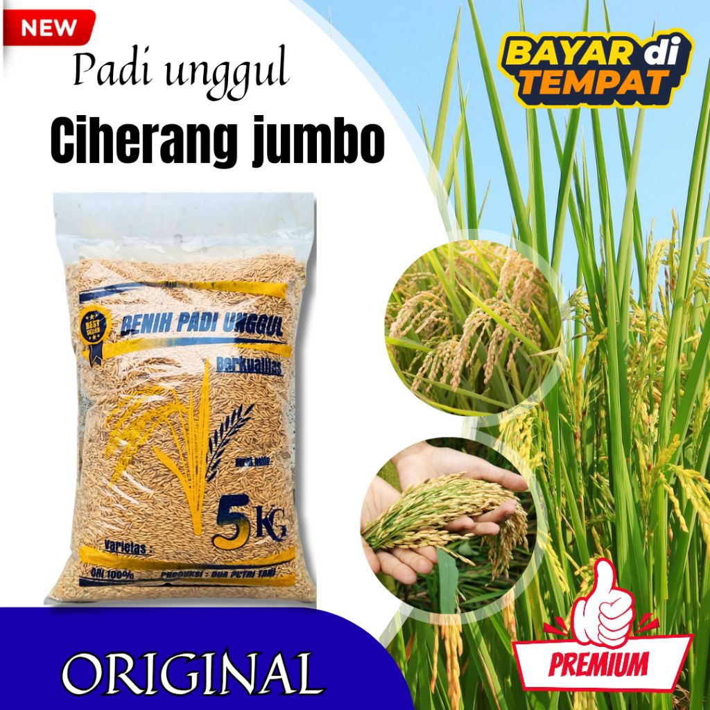 BENIH PADI CIHERANG JUMBO 5KG KUALITAS SUPER PREMIUM
