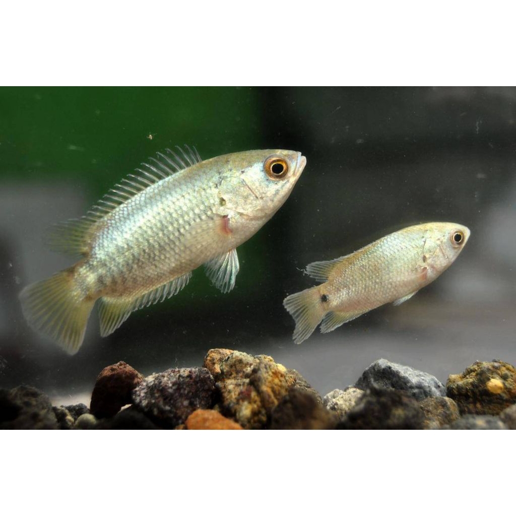 puyu air tawar ikan hias aquarium