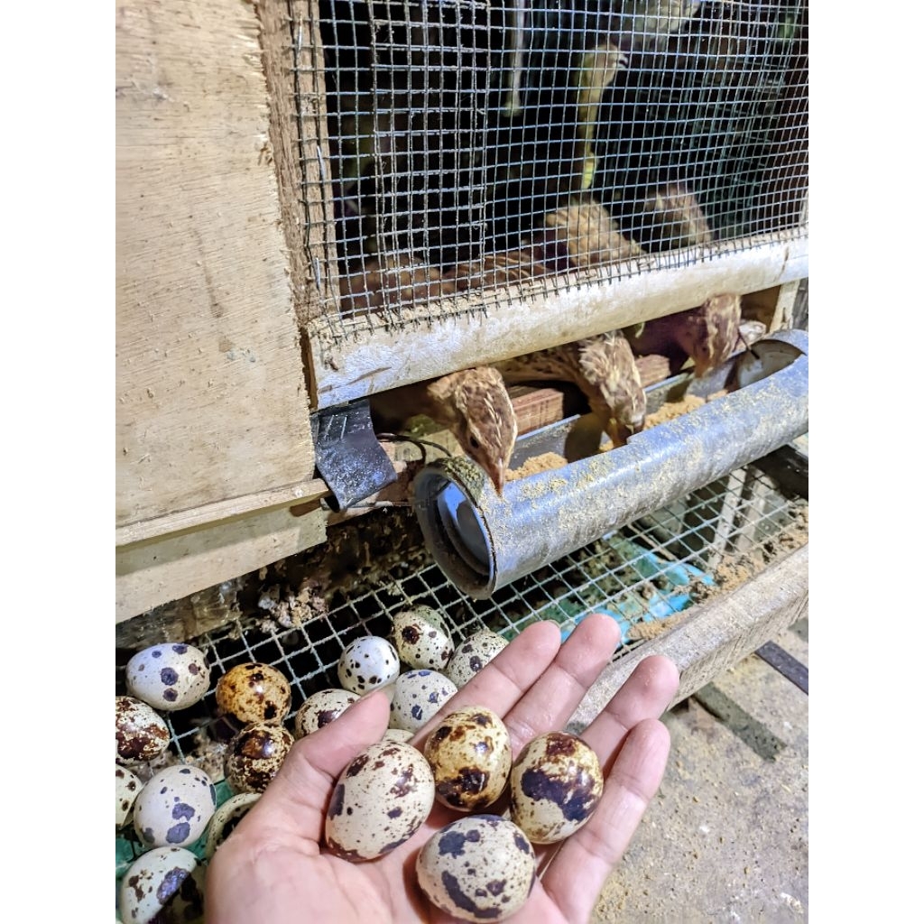 telur puyuh fertil bibit unggul untuk di tetaskan