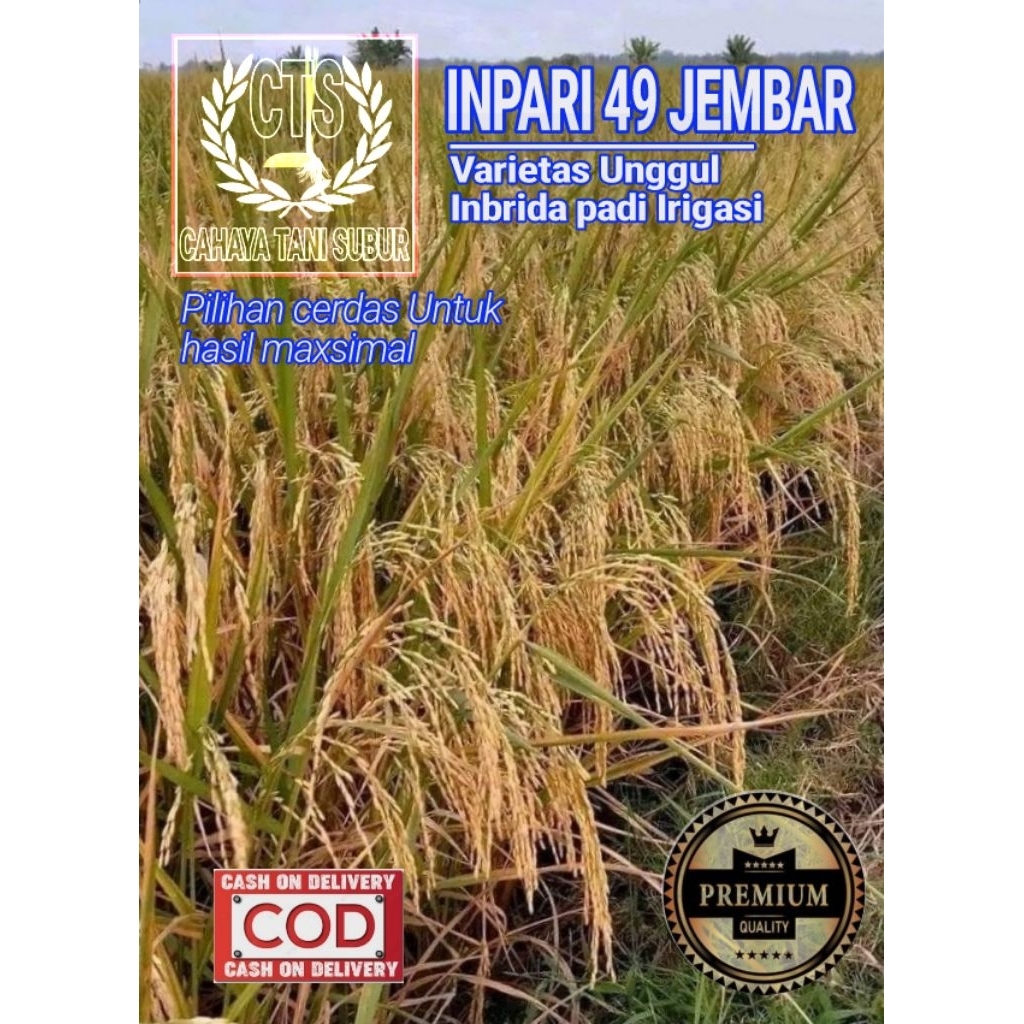 Inpari 49 Jembar Benih Padi Bibit Unggul Kualitas Super (1Kg)